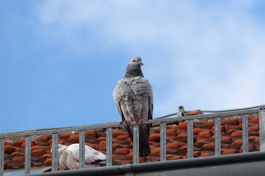 dove on the roof