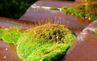 is moss on the roof a problem?