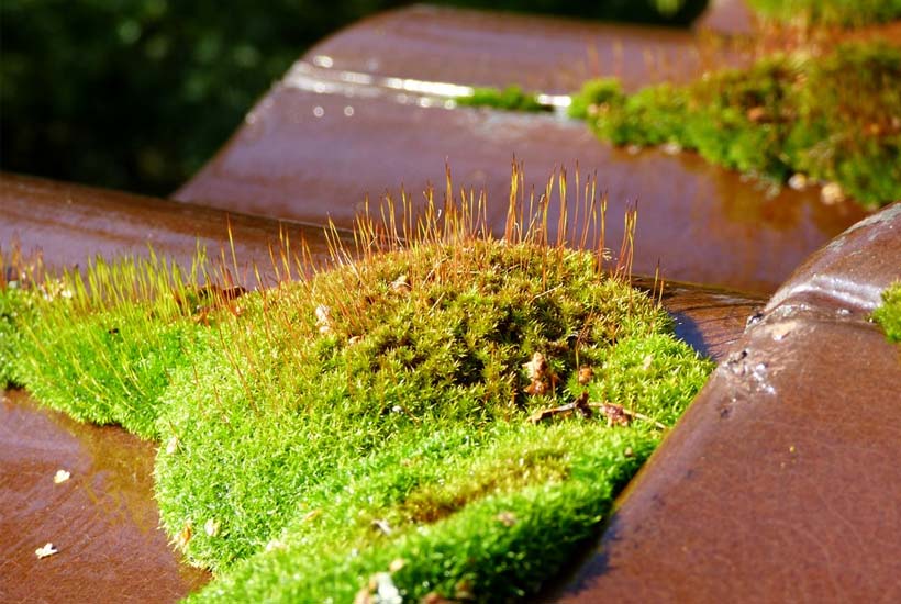 is moss on the roof a problem?