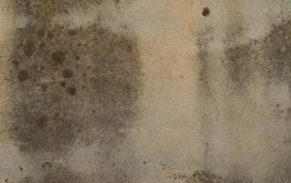 how to remove ceiling mold after a roof leak