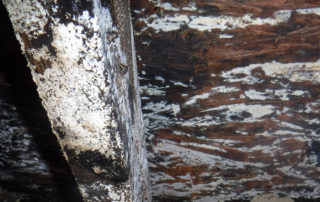 how quickly does dry rot spread?